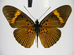 Pseudacraea eurytus eurytus