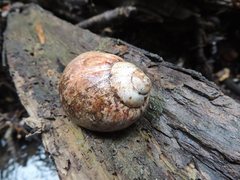 Hedleyella maconelli