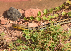 Amphiesma stolatum