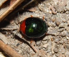 Chalcomela nitida