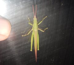 Atractomorpha australis