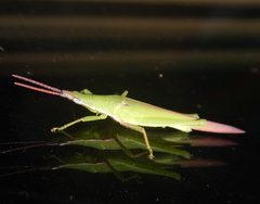 Atractomorpha australis