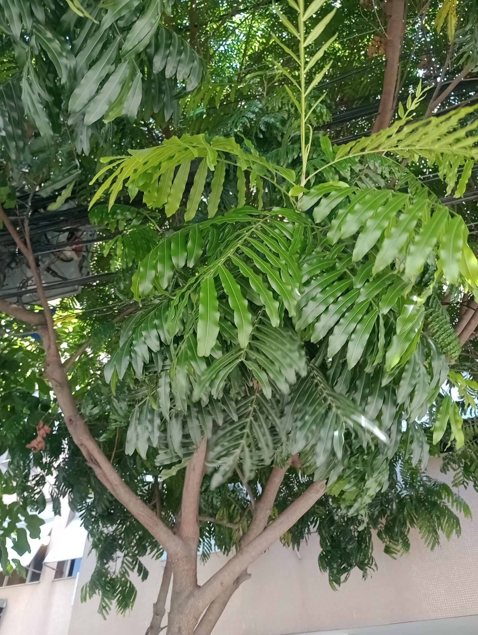 Imagem de Árvore-da-borracha