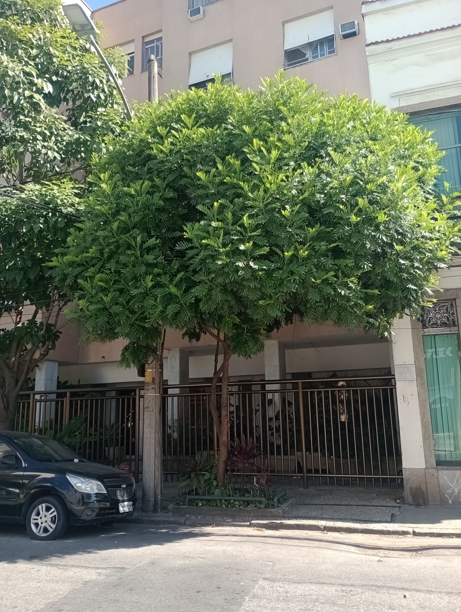 Imagem de Árvore-da-borracha