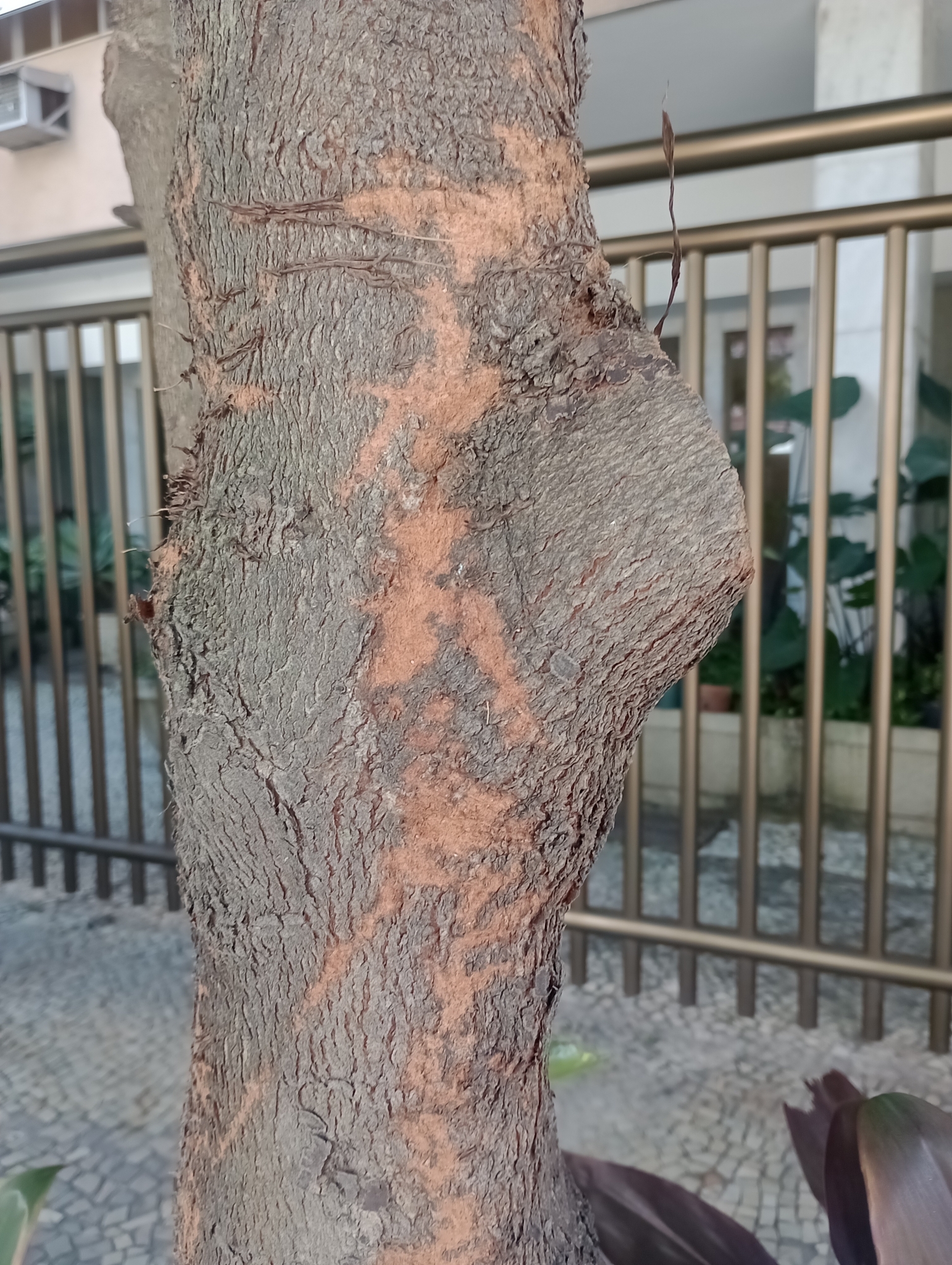 Imagem de Árvore-da-borracha