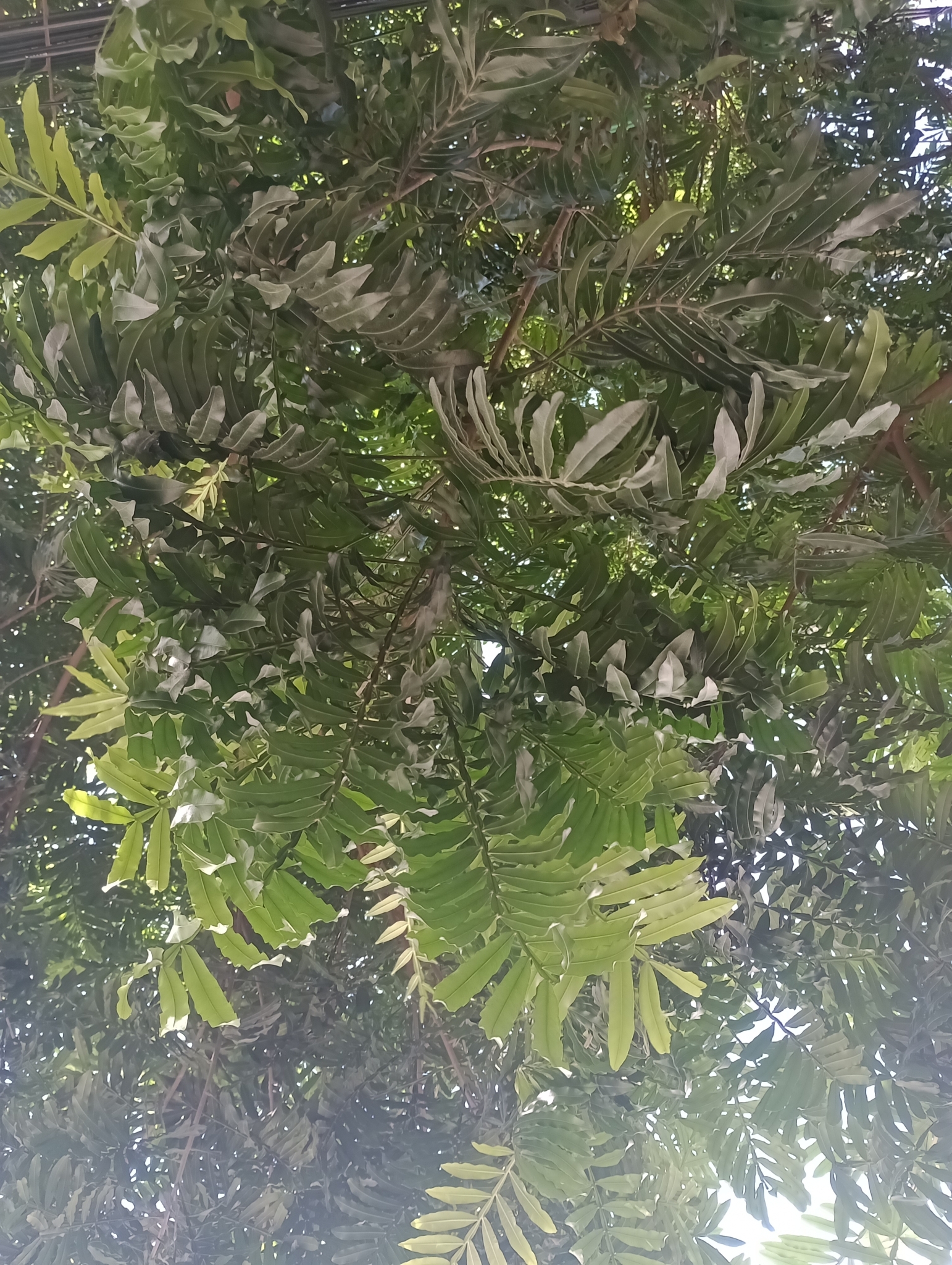 Imagem de Árvore-da-borracha