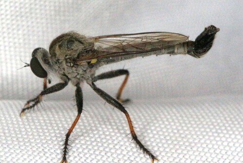 Efferia tuberculata