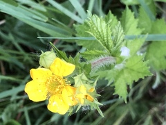 Geum macrophyllum macrophyllum