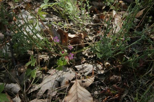 Androsace chaixii, photograph 5