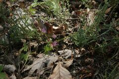 Olivier Argagnon, CC BY, iNaturalist via GBIF Androsace chaixii, photograph Olivier Argagnon, CC BY, iNaturalist via GBIF
