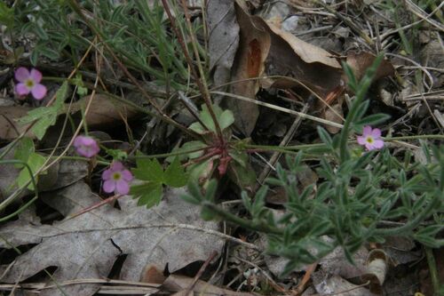 Androsace chaixii, photograph 6