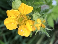 Geum macrophyllum macrophyllum