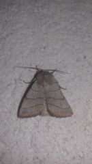 Charanyca trigrammica