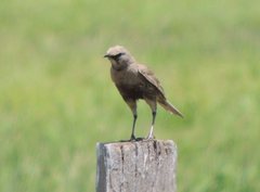 Cincloramphus cruralis