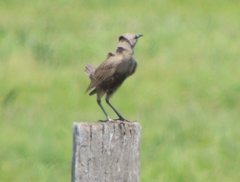 Cincloramphus cruralis