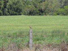 Cincloramphus cruralis