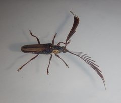Piesarthrius marginellus