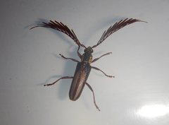 Piesarthrius marginellus