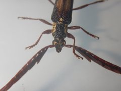 Piesarthrius marginellus