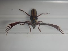 Piesarthrius marginellus