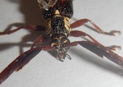 Piesarthrius marginellus