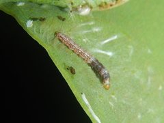 Ardozyga catarrhacta