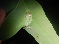 Ardozyga catarrhacta