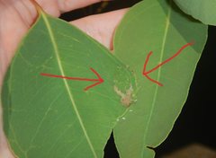 Ardozyga catarrhacta