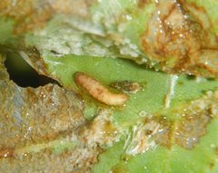 Ardozyga catarrhacta