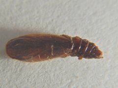 Ardozyga catarrhacta