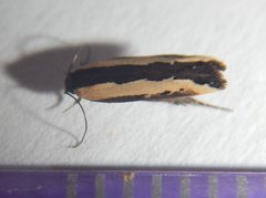 Ardozyga catarrhacta