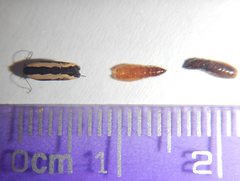 Ardozyga catarrhacta