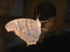 Melanitis leda bankia