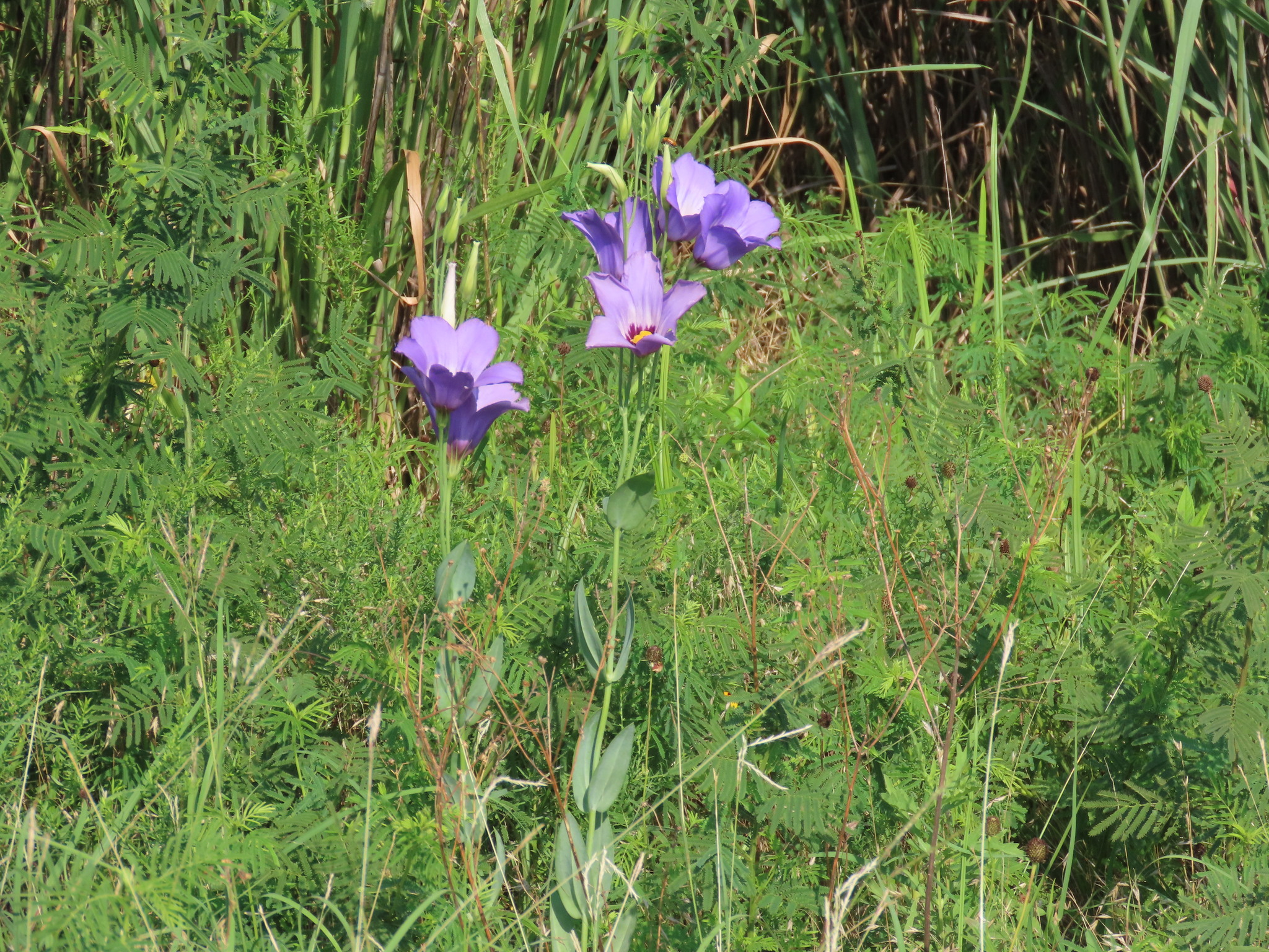 Imagem de Lisianthus