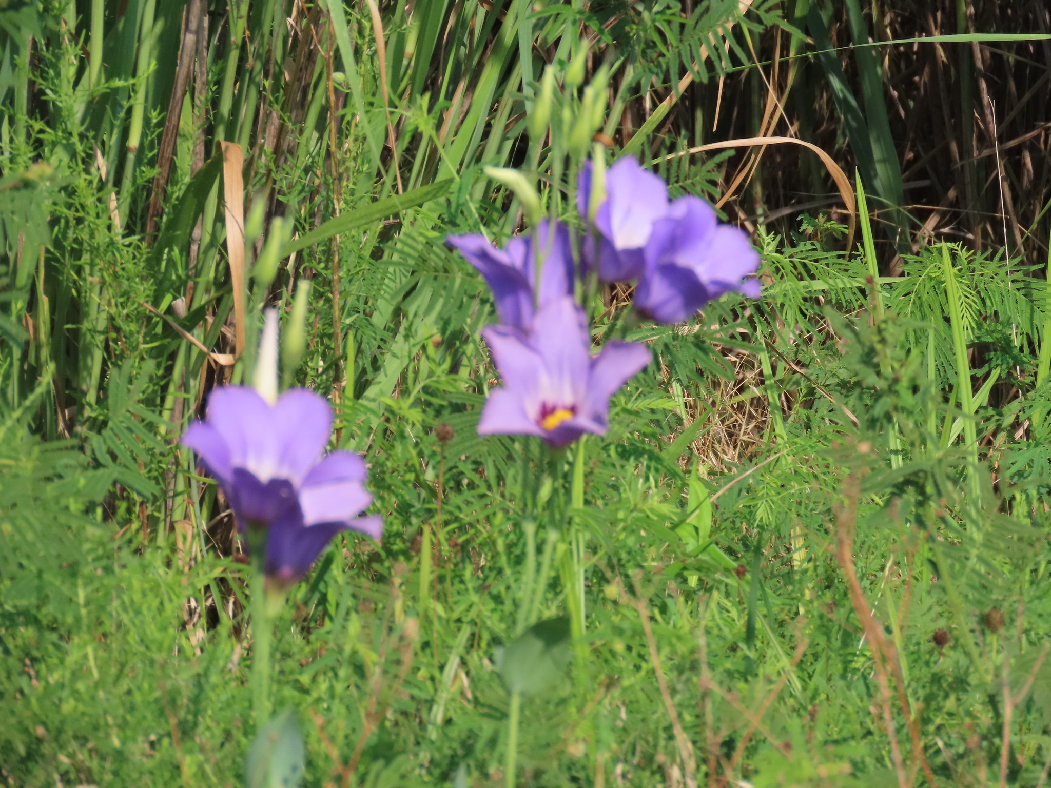 Imagem de Lisianthus