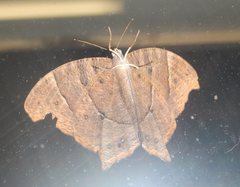 Melanitis leda bankia