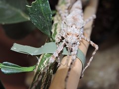 Xeroderus kirbyi