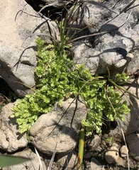 Selaginella eclipes image
