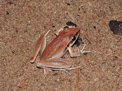 Litoria nigrofrenata