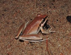 Litoria nigrofrenata