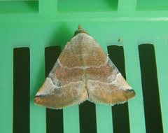 Mataeomera coccophaga