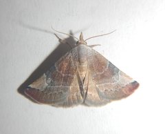 Mataeomera coccophaga