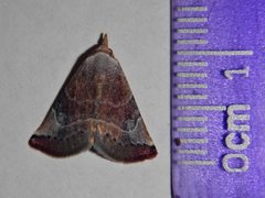 Mataeomera coccophaga