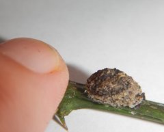 Mataeomera coccophaga