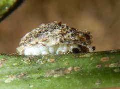 Mataeomera coccophaga