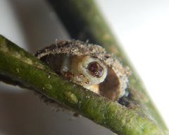 Mataeomera coccophaga