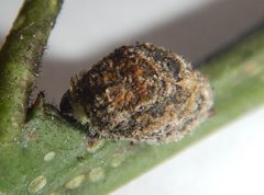 Mataeomera coccophaga