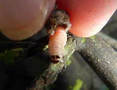 Mataeomera coccophaga