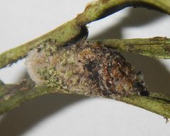 Mataeomera coccophaga