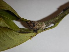 Mataeomera coccophaga